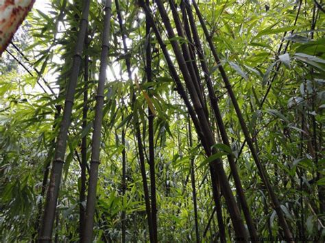 農曆四月是什麼月 竹子的根系